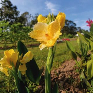 Tropical Yellow Canna Thumbnail